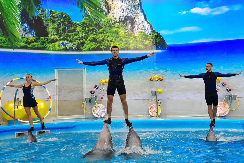 Dolphin Show