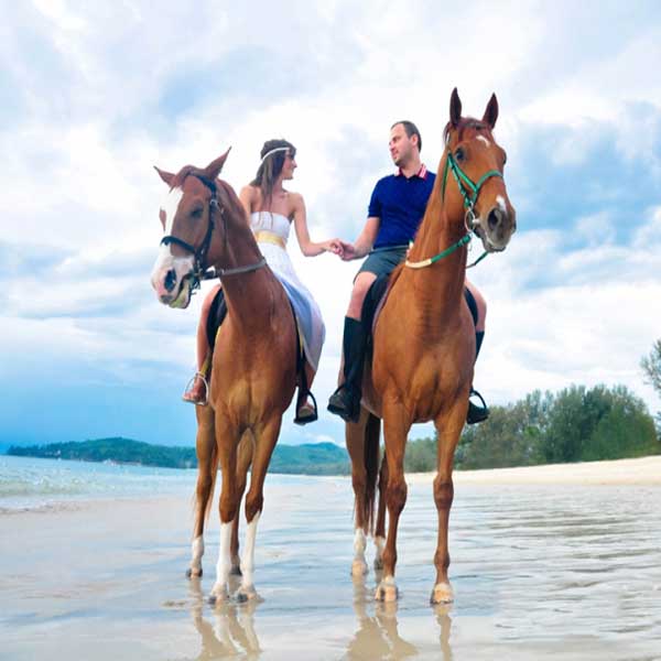 Horse on the beach